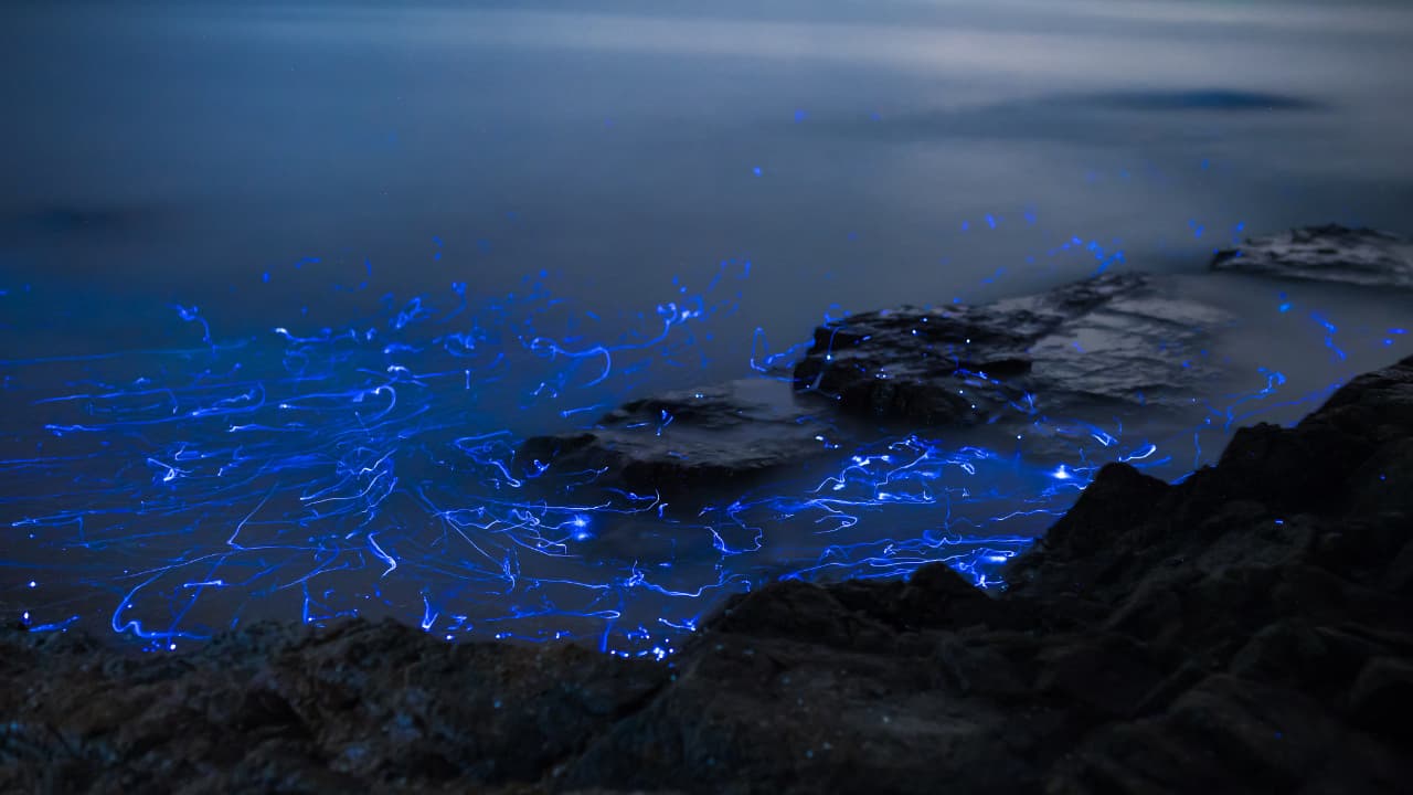5 mejores destinos para ver bioluminiscencia