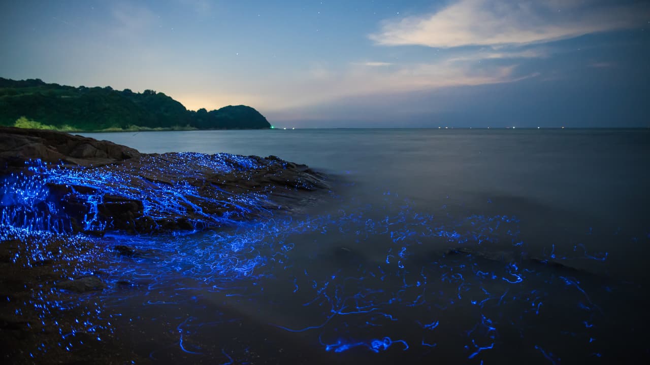 la mágica bioluminiscencia en la Bahía de Toyama, Japón
