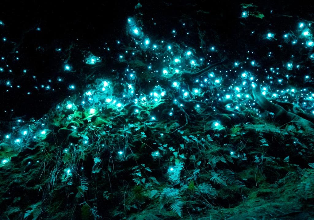 Las Cuevas de Waitomo y sus impresionantes gusanos luminosos