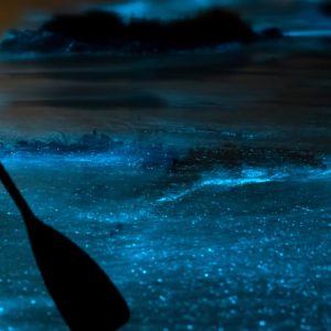Tour en Kayak para observar la bioluminiscencia en Bahia Mosquito