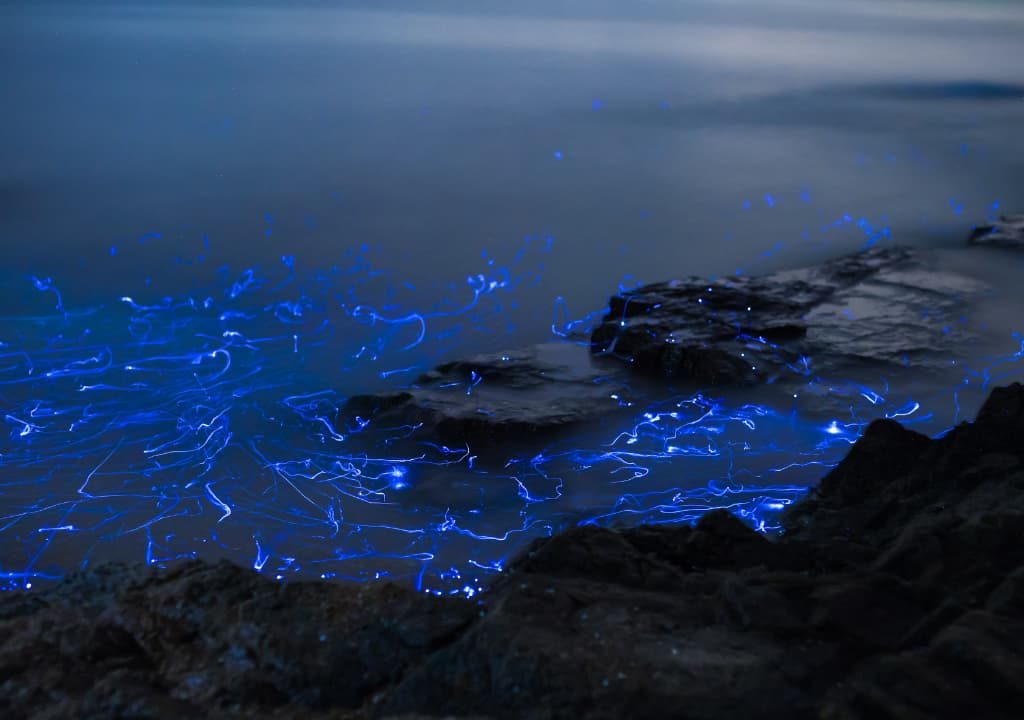 Bioluminiscencia en la Bahía de Toyama